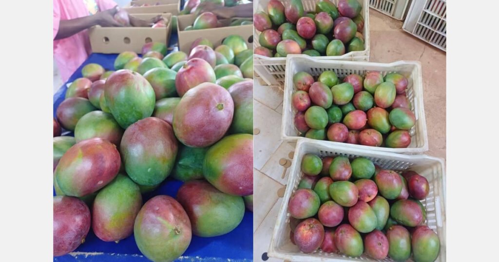 الطقس السيئ يخفض إنتاج المانجو في كوت ديفوار