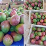 الطقس السيئ يخفض إنتاج المانجو في كوت ديفوار