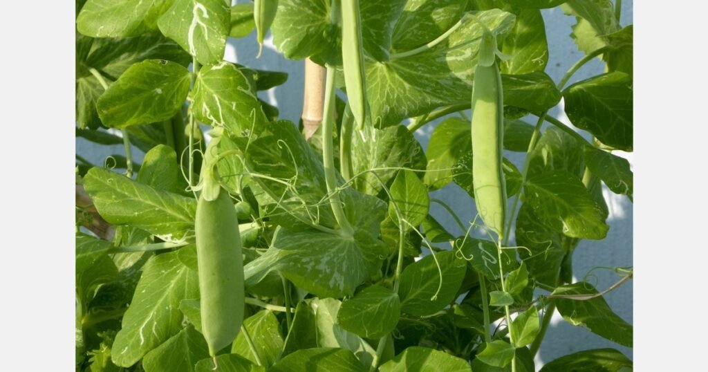 نقص في إمدادات البازلاء السكرية بين غواتيمالا وبيرو