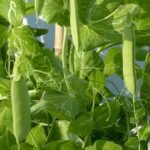 نقص في إمدادات البازلاء السكرية بين غواتيمالا وبيرو