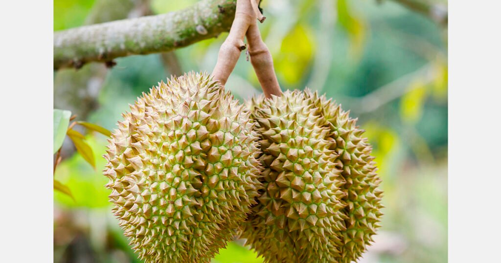 ماليزيا توسع صادرات الدوريان إلى كوريا الجنوبية في ظل استمرار فرط العرض