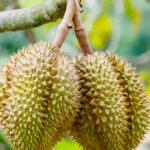 ماليزيا توسع صادرات الدوريان إلى كوريا الجنوبية في ظل استمرار فرط العرض