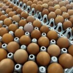 مجلس البيض الأمريكي يستكشف فرص تصدير البيض في إندونيسيا وجنوب شرق آسيا