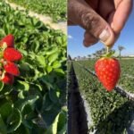 زيادة مساحة زراعة الفراولة المصرية، لكن انخفض الإنتاج في الهكتار