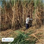 تحسن إنتاج السكر في الهند: طحن قياسي لقصب السكر هذا الموسم