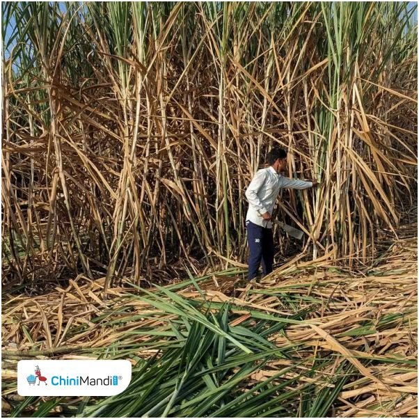 تحسن إنتاج السكر في الهند: طحن قياسي لقصب السكر هذا الموسم