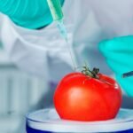 إيقاف شحنة طماطم تركمانية في أورينبورغ: 18 طناً تواجه الحجر الصحي