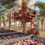 توسع صادرات التمور الإسرائيلية: استجابة للطلب العالمي المتزايد