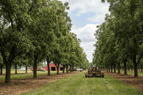 تراجع شحنات البقان الأمريكية: المخزونات تنخفض والأسعار ثابتة