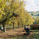 سوق الجوز الهندي يواجه اضطرابًا وسط فضيحة كبيرة للتهرب من الرسوم