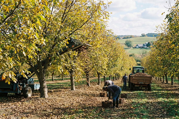 سوق الجوز الهندي يواجه اضطرابًا وسط فضيحة كبيرة للتهرب من الرسوم