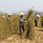 سوق السمسم العالمي: ارتفاع المخزونات في الصين، وانخفاض الأسعار في أمريكا، وزيادة الزراعة في الهند