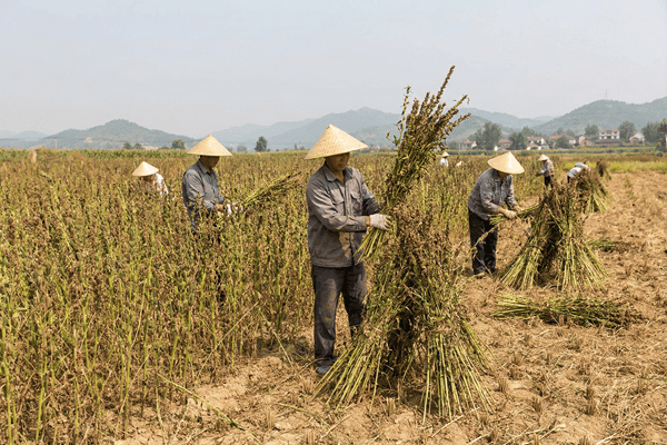 سوق السمسم العالمي: ارتفاع المخزونات في الصين، وانخفاض الأسعار في أمريكا، وزيادة الزراعة في الهند