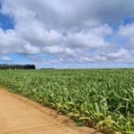 تحديث حول ذرة السافرينا في جميع أنحاء البرازيل