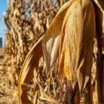 17 مليار سبب لتغيير خطة الذرة الخاصة بك في عام 2026