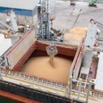 قفزة في مبيعات الذرة تتجاوز التوقعات