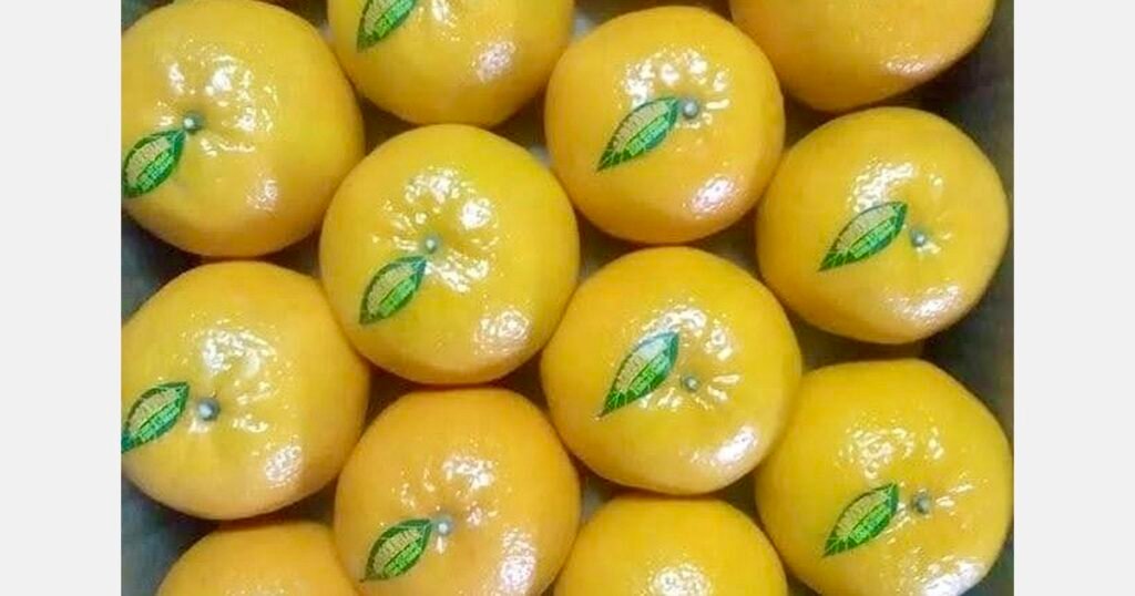 إنتاج الكينو الباكستاني يصل إلى 3 ملايين طن متري وسط أزمة التصدير