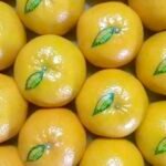 إنتاج الكينو الباكستاني يصل إلى 3 ملايين طن متري وسط أزمة التصدير