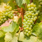 عقد إيجار لمزارع العنب في السعودية: صفقة بـ 23.3 مليون ريال