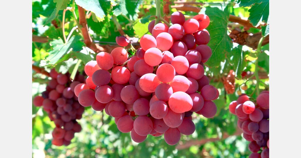 أوزبكستان تجني ما يقرب من مليوني طن من العنب في عام 2025