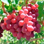 أوزبكستان تجني ما يقرب من مليوني طن من العنب في عام 2025