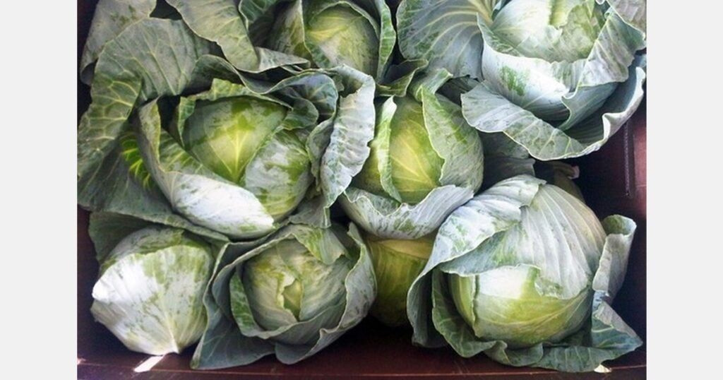 وفرة الملفوف: استعدادات ليوم القديس باتريك