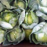 وفرة الملفوف: استعدادات ليوم القديس باتريك