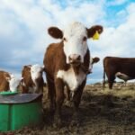 انخفاض أسعار الماشية عند إغلاق الثلاثاء