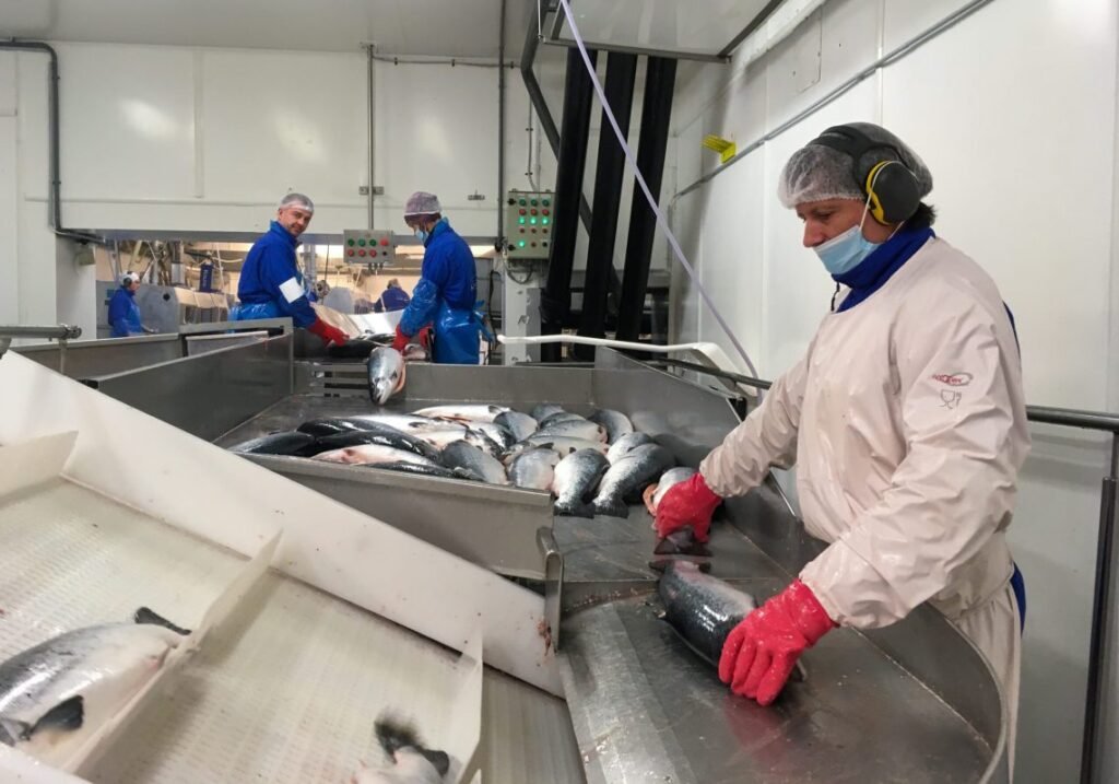 السلمون في ورطة: وفرة المعروض تضغط على الأسعار