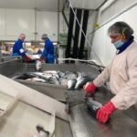 السلمون في ورطة: وفرة المعروض تضغط على الأسعار