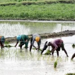 مكاسب في مساحات البقوليات والبذور الزيتية تعوض تراجع محصول الأرز