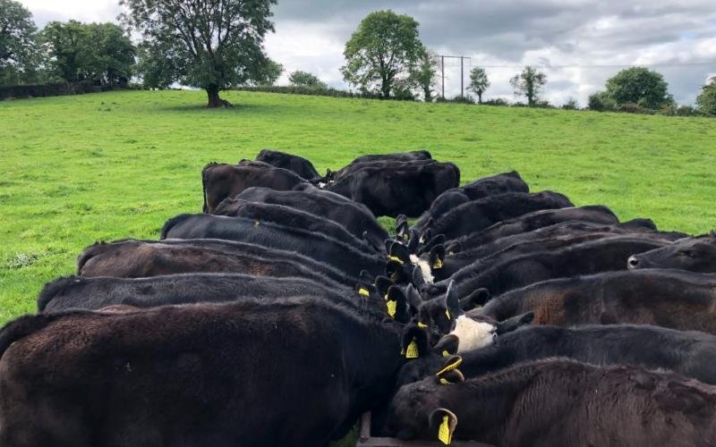 أيرلندا تطلق مدفوعات ضخمة لدعم رعاية لحوم الأبقار من الألبان