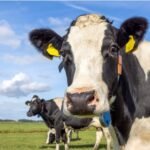 صفقة تجارية جديدة: هل تهدد الألبان الهندية مزارع الألبان البريطانية؟