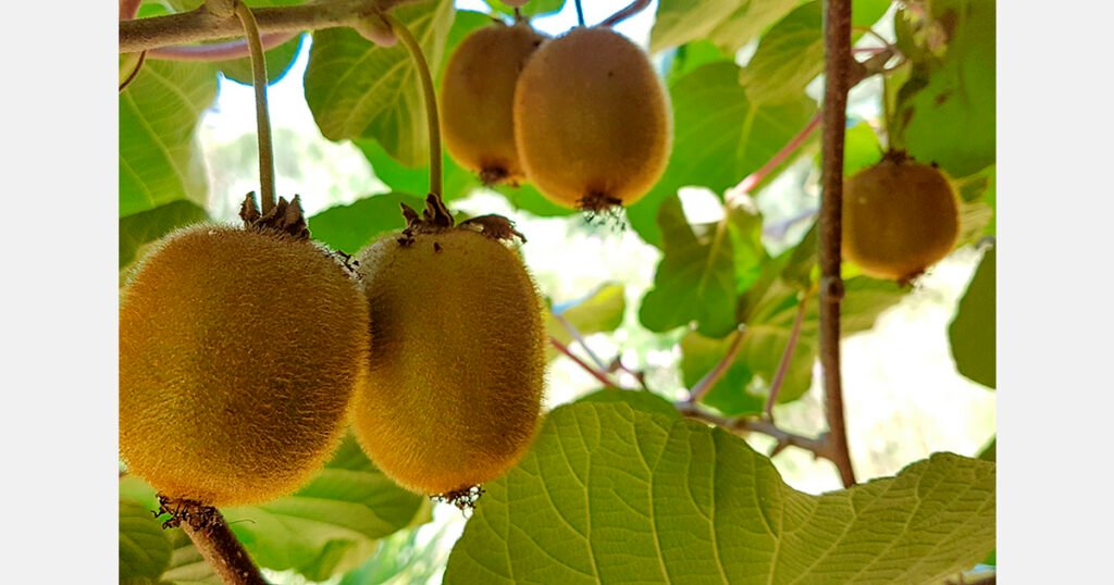 فيتنام تفتح أبوابها أمام فاكهة الكيوي اليونانية