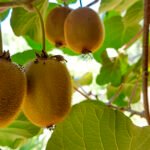 فيتنام تفتح أبوابها أمام فاكهة الكيوي اليونانية