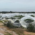 العاصفة كريستين تضرب قطاع التوت في إسبانيا: خسائر فادحة