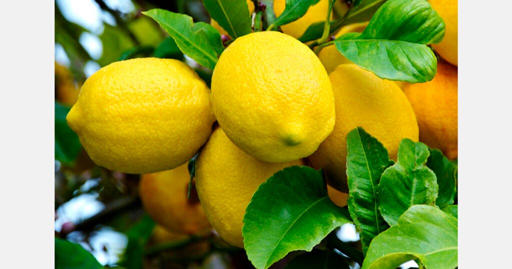 ارتفاع أسعار الليمون في بنغلاديش: 1.22 دولار أمريكي لكل أربع قطع