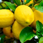 ارتفاع أسعار الليمون في بنغلاديش: 1.22 دولار أمريكي لكل أربع قطع