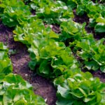 إنتاج الخس في الولايات المتحدة: ارتفاع في خس رومين وتراجع في الخس الرأسي