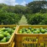 كولومبيا: زيادة صادرات الليمون المعالج إلى أوروبا