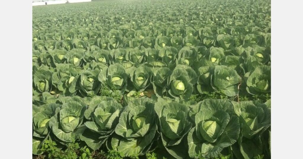 طقس فلوريدا البارد يهدد محصول الملفوف