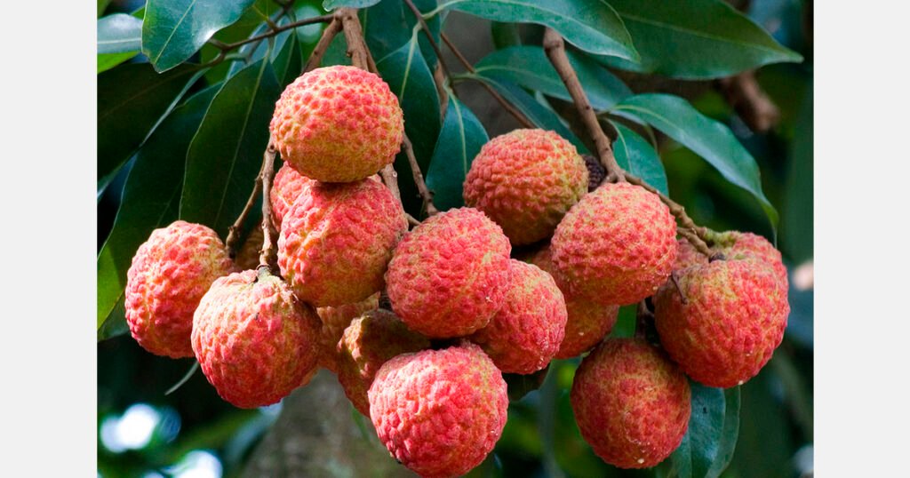 الموافقة الأوروبية على استيراد التمر الهندي وفاكهة التنين والليتشي من تايوان