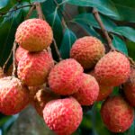 الموافقة الأوروبية على استيراد التمر الهندي وفاكهة التنين والليتشي من تايوان