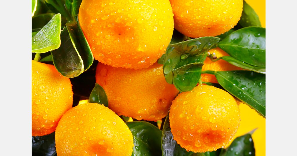 خطر التجمد يهدد يوسفي الساتسوما في جنوب أمريكا