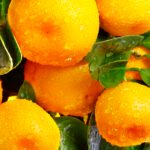 خطر التجمد يهدد يوسفي الساتسوما في جنوب أمريكا