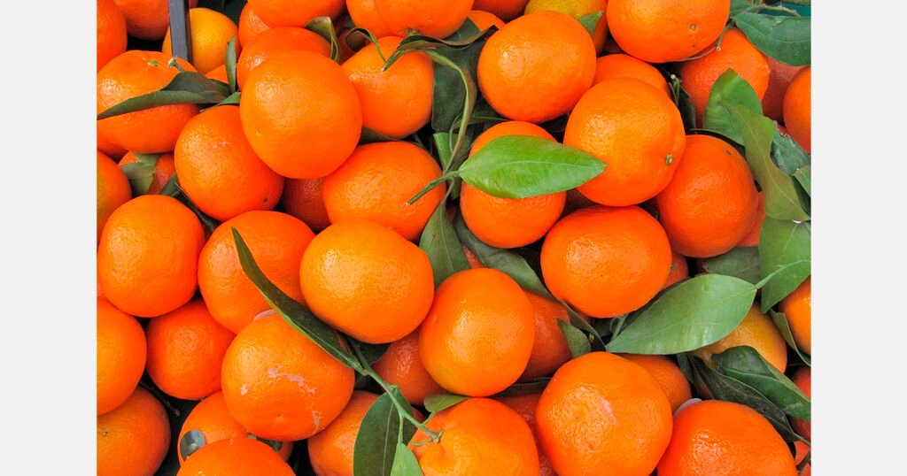 العراق يستورد حمضيات تركية بقيمة 544 مليون دولار أمريكي في عام 2025