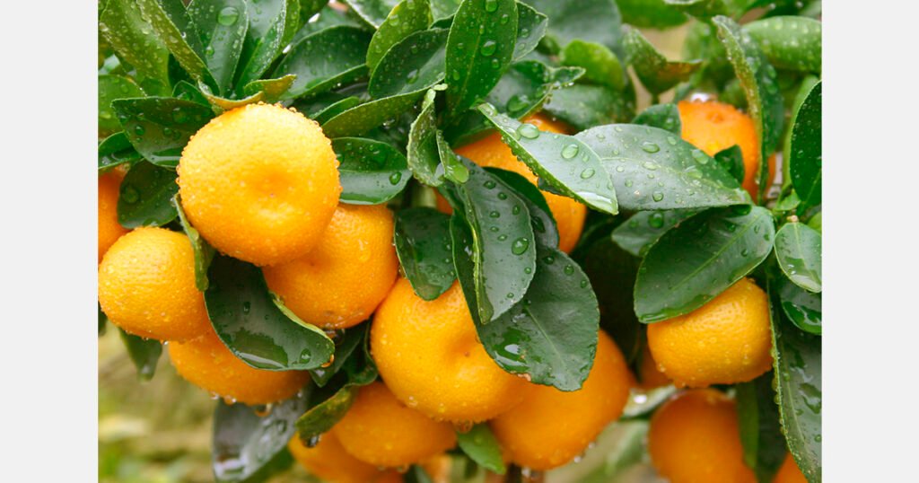 صادرات اليوسفي في بوتان تتأثر بتساقط الثمار والدفعات المقدمة