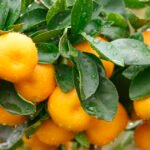 صادرات اليوسفي في بوتان تتأثر بتساقط الثمار والدفعات المقدمة