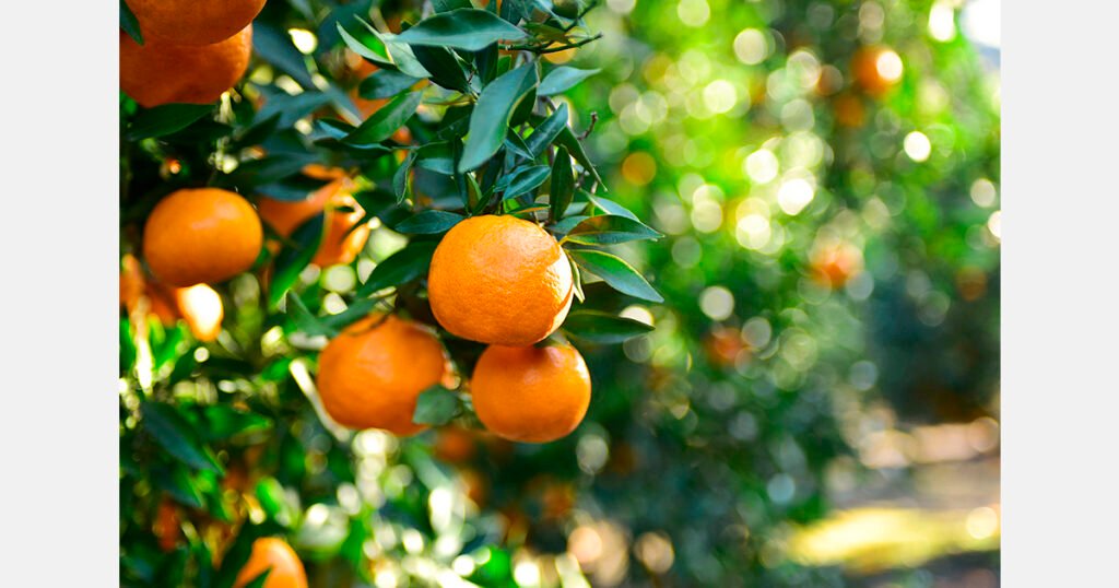 Yellow Beauty: يوسفي جديد يغزو أسواق ماليزيا