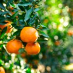 Yellow Beauty: يوسفي جديد يغزو أسواق ماليزيا